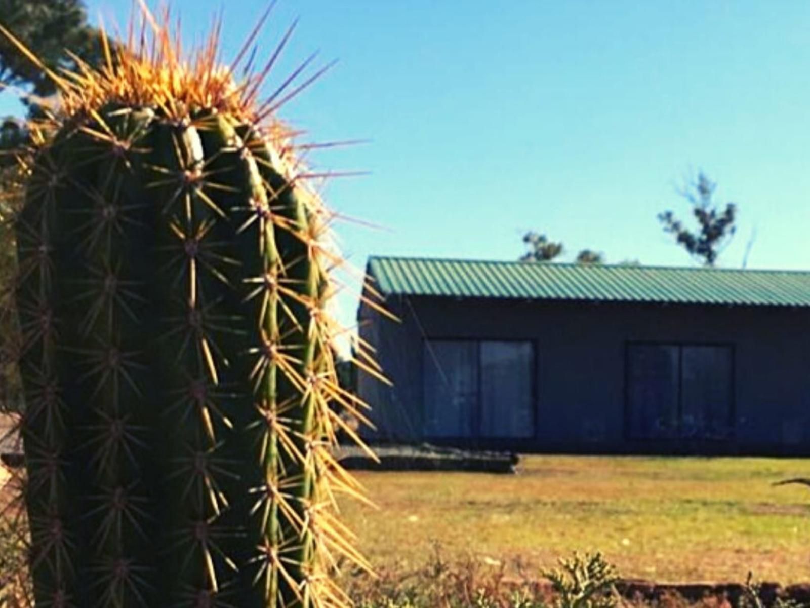 Little Farms Colesberg Northern Cape South Africa Complementary Colors, Cactus, Plant, Nature