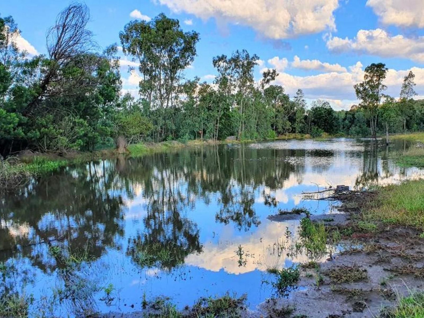 Little Forest Farm Maanhaarrand North West Province South Africa River, Nature, Waters, Tree, Plant, Wood