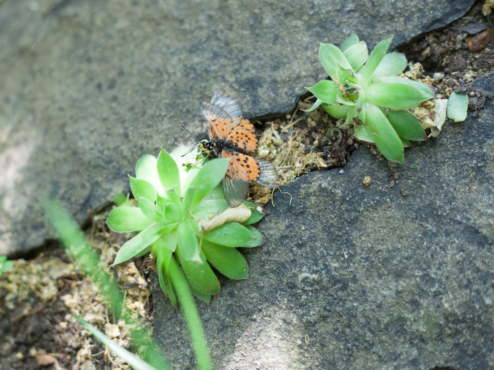 Little Forest Guest House, Plant, Nature, Butterfly, Insect, Animal