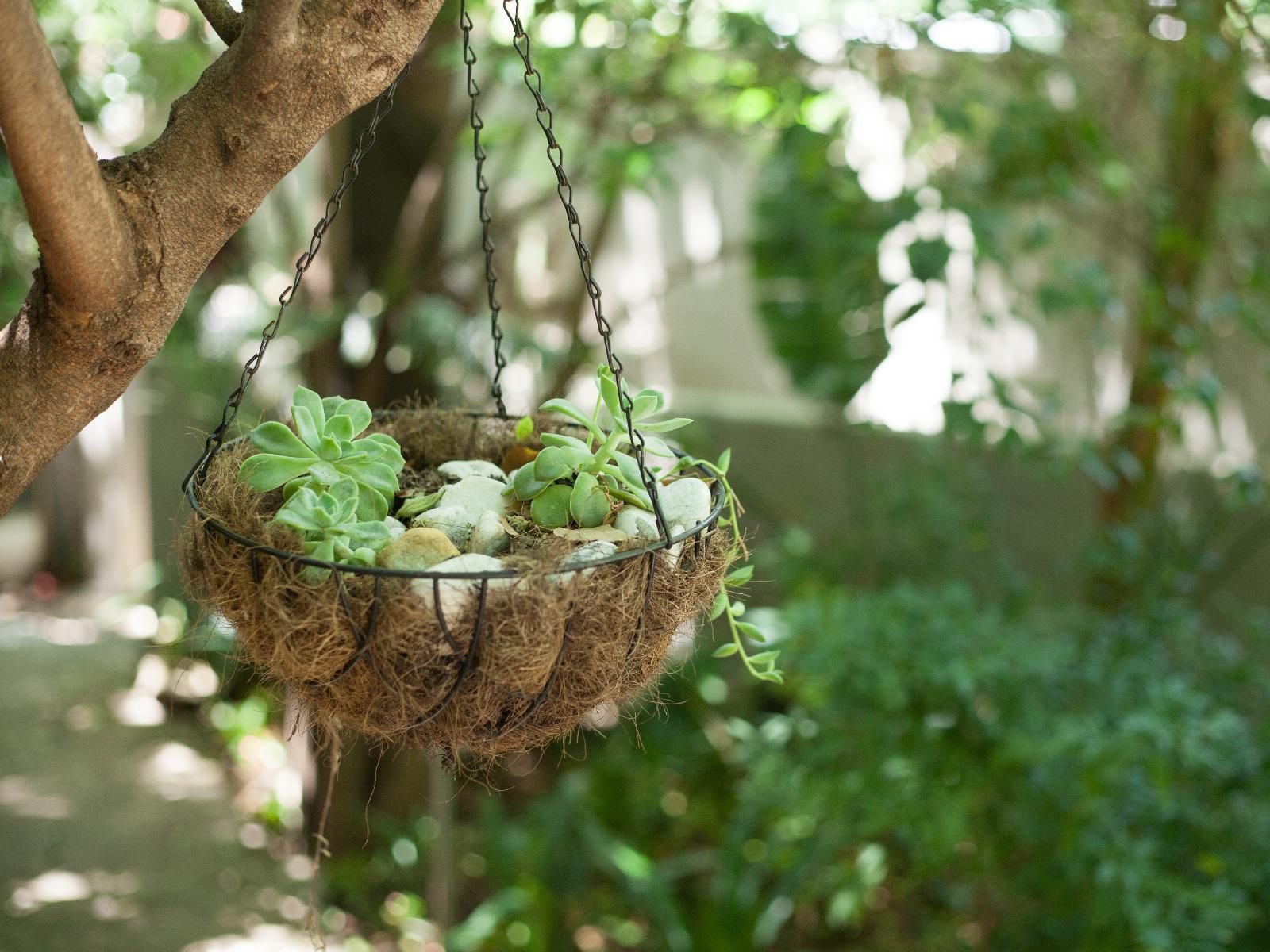 Little Forest Guest House, Basket, Plant, Nature, Bokeh, Garden