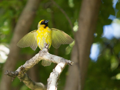 Little Forest Guest House, Tit, Bird, Animal