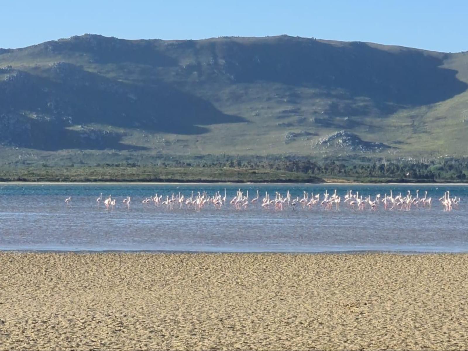 Little Haven 10 And 12 Meerenbosch Fisherhaven Western Cape South Africa Complementary Colors, Beach, Nature, Sand