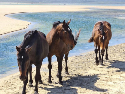 Little Haven 10 And 12 Meerenbosch Fisherhaven Western Cape South Africa Complementary Colors, Horse, Mammal, Animal, Herbivore, Beach, Nature, Sand