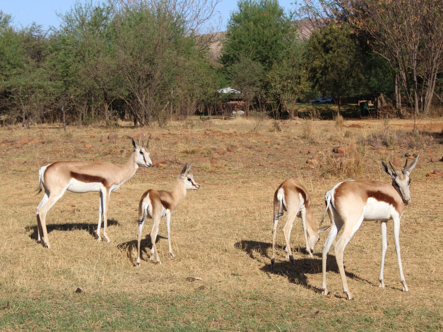 Little Swift Chalets Hartbeespoort Dam Hartbeespoort North West Province South Africa Animal