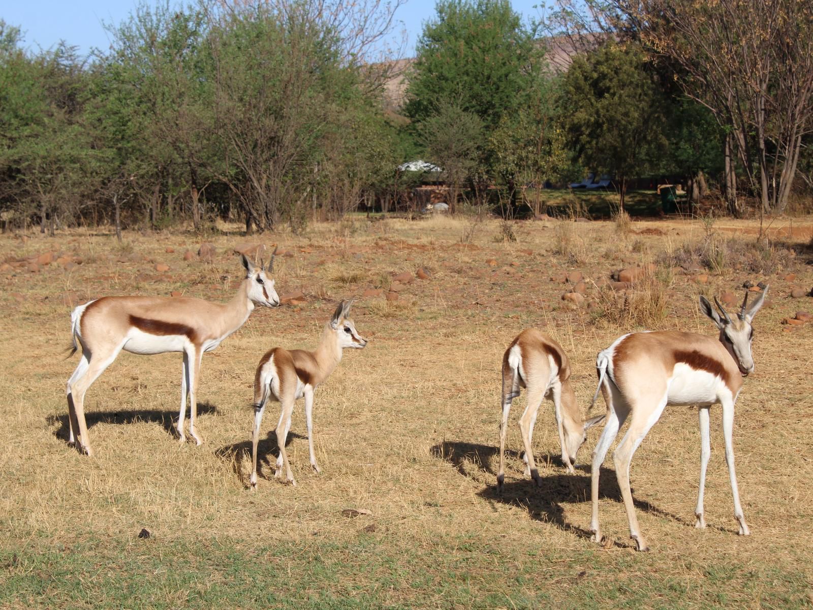 Little Swift Chalets Hartbeespoort Dam Hartbeespoort North West Province South Africa Animal