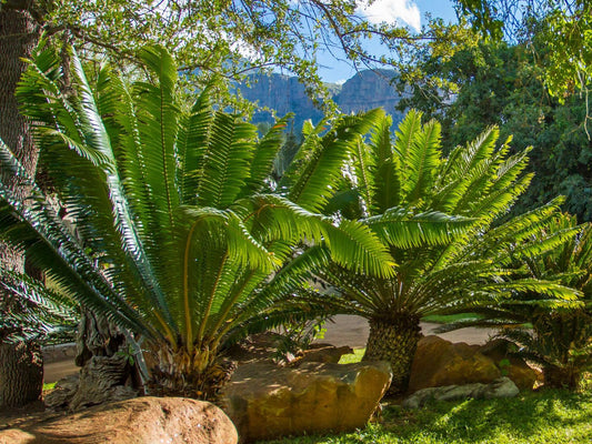Little Bush Private Lodge Hoedspruit Limpopo Province South Africa Plant, Nature, Garden