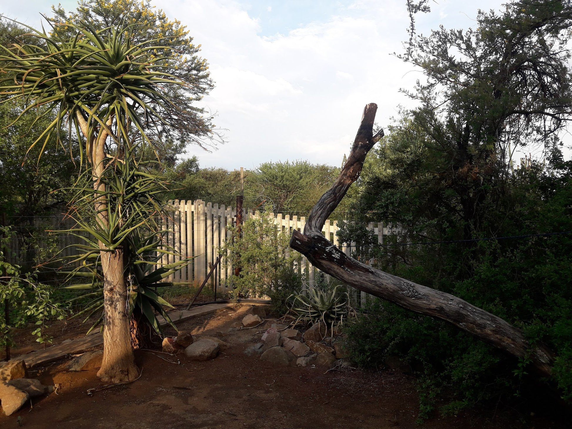 Littlebushveld Guesthouse Bon Accord Pretoria Tshwane Gauteng South Africa Cactus, Plant, Nature