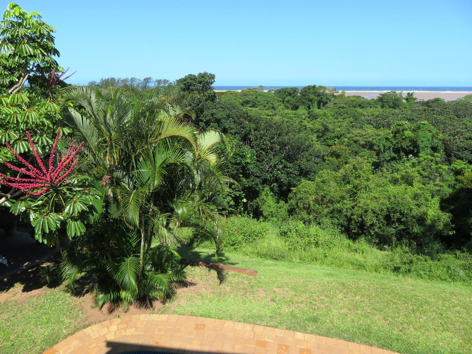 Little Eden St Lucia St Lucia Kwazulu Natal South Africa Complementary Colors, Palm Tree, Plant, Nature, Wood