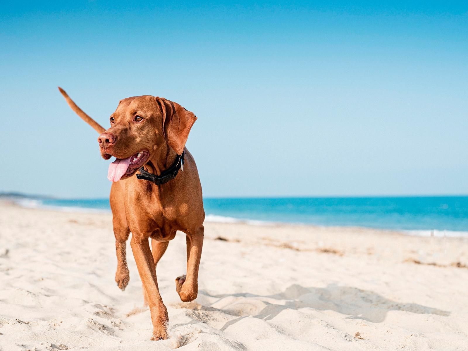 Little Eden St Lucia St Lucia Kwazulu Natal South Africa Colorful, Dog, Mammal, Animal, Pet, Beach, Nature, Sand