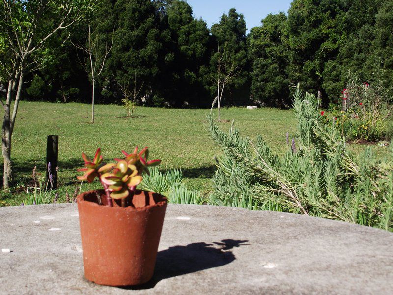 Little Louisa Colleen Glen Port Elizabeth Eastern Cape South Africa Plant, Nature