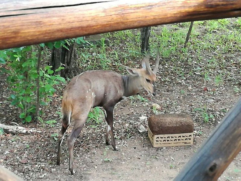 Live A Little Marloth Park Marloth Park Mpumalanga South Africa Deer, Mammal, Animal, Herbivore
