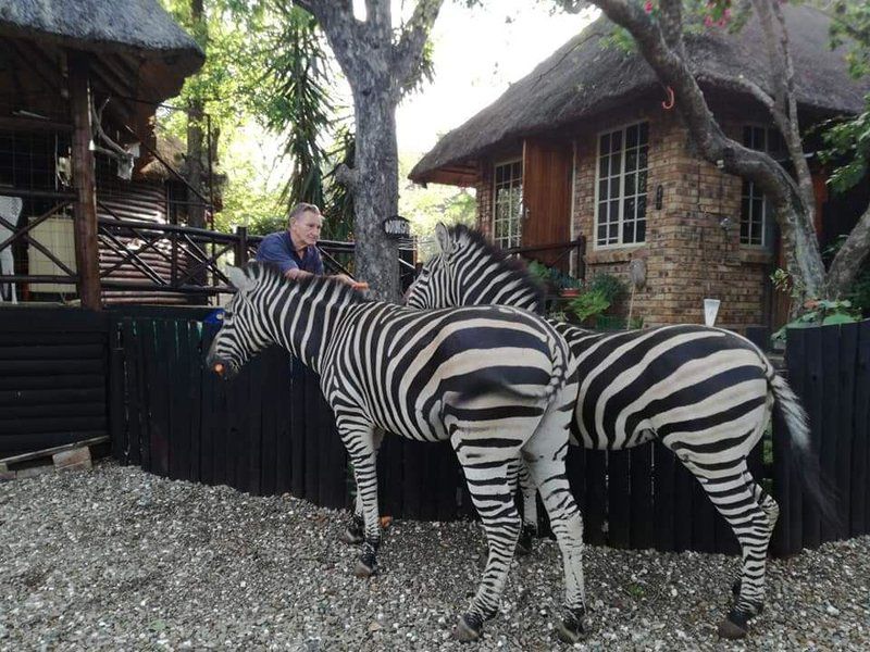 Live A Little Marloth Park Marloth Park Mpumalanga South Africa Unsaturated, Zebra, Mammal, Animal, Herbivore