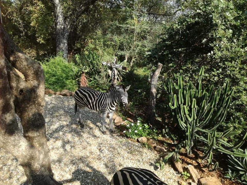 Live A Little Marloth Park Marloth Park Mpumalanga South Africa Zebra, Mammal, Animal, Herbivore