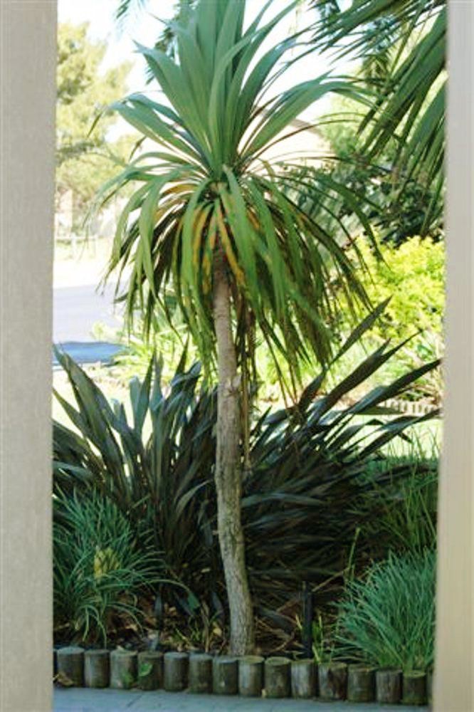 Lizaris Monte Vista Cape Town Western Cape South Africa Palm Tree, Plant, Nature, Wood, Garden