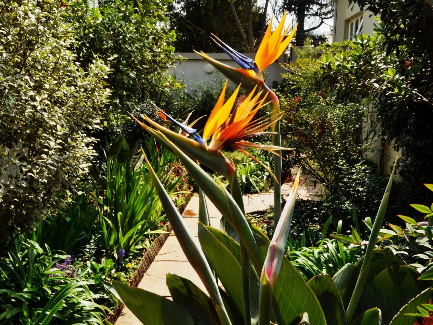 Liz At Lancaster Bandb Craighall Park Johannesburg Gauteng South Africa Plant, Nature, Garden