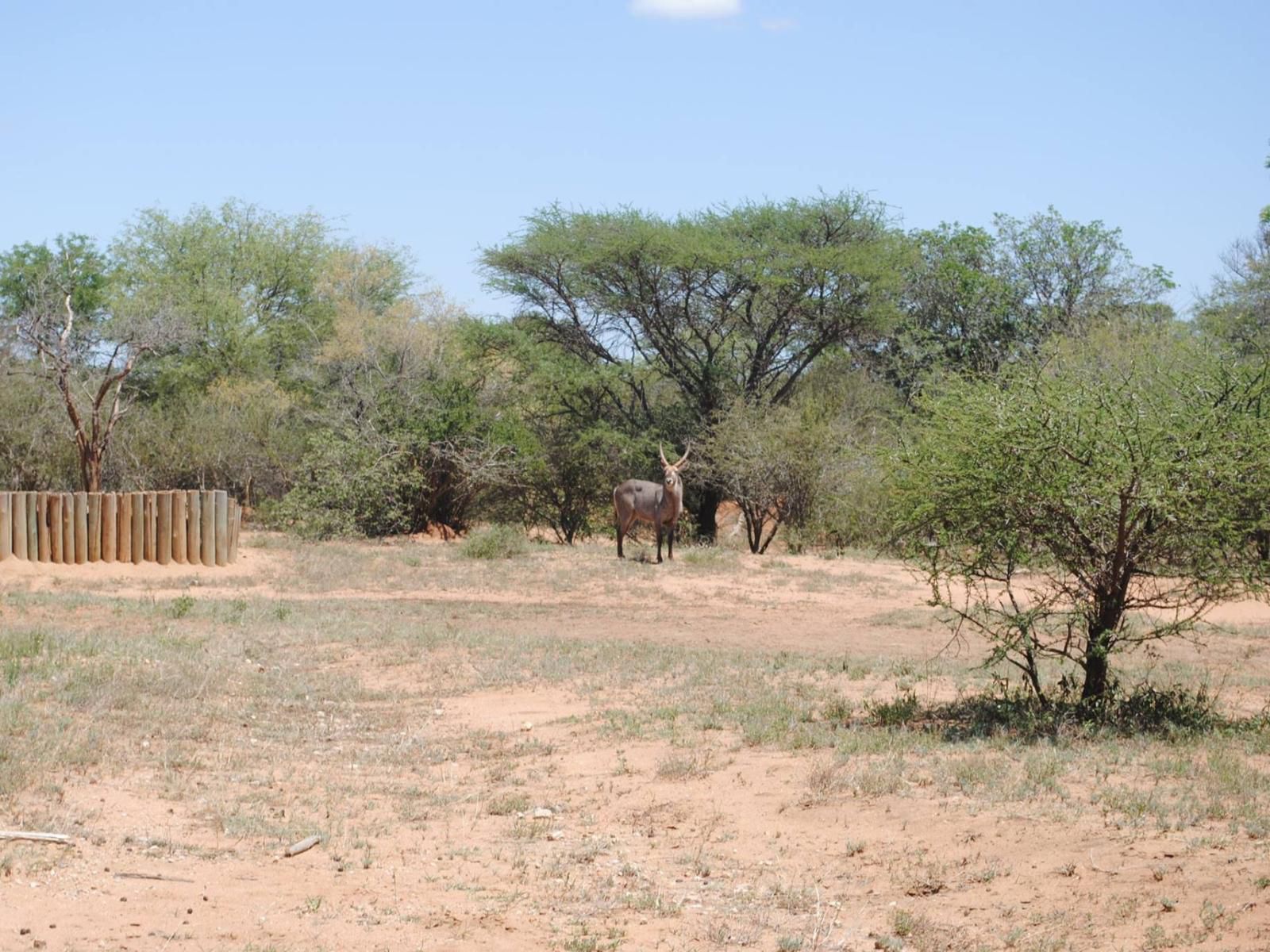 Lodge 485 Hoedspruit Limpopo Province South Africa Complementary Colors, Desert, Nature, Sand, Lowland