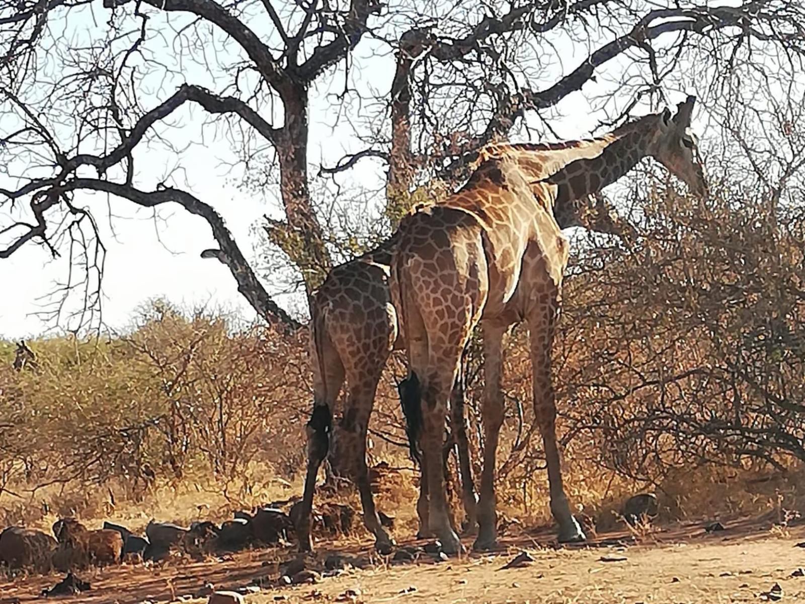 Lodge 485 Hoedspruit Limpopo Province South Africa Giraffe, Mammal, Animal, Herbivore