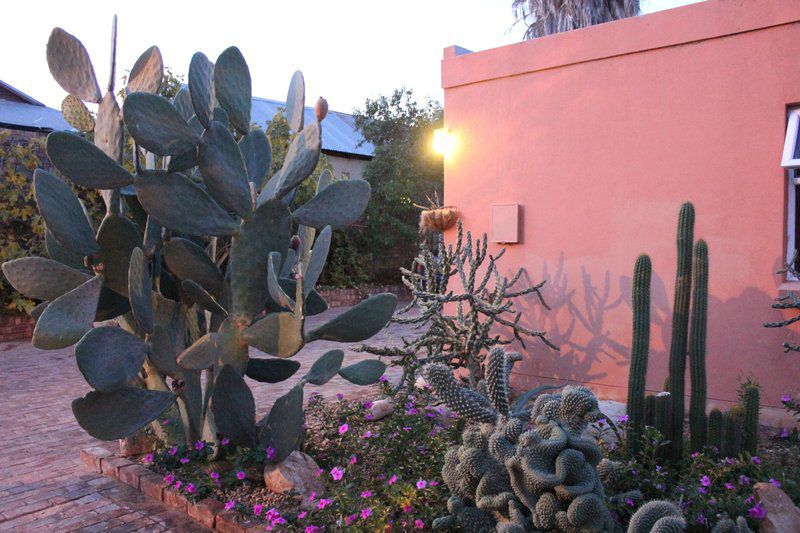 Lodge 96 Oudtshoorn Western Cape South Africa Cactus, Plant, Nature, Garden