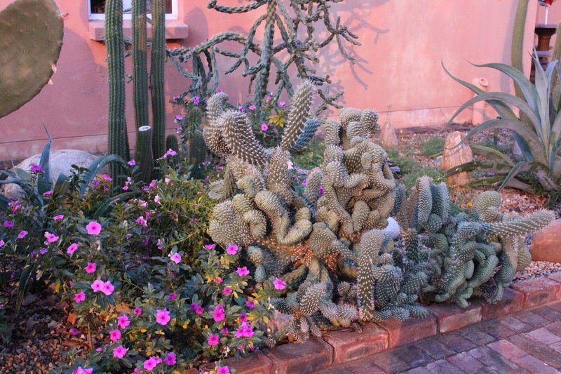 Lodge 96 Oudtshoorn Western Cape South Africa Cactus, Plant, Nature, Garden