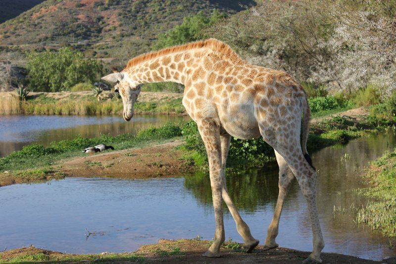 Lodge 96 Oudtshoorn Western Cape South Africa Giraffe, Mammal, Animal, Herbivore