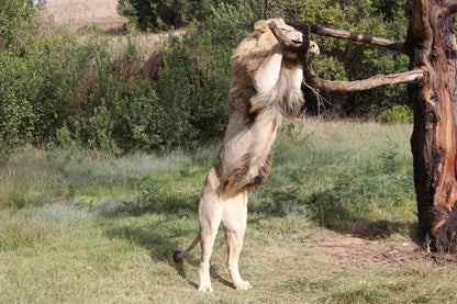 Lodge 96 Oudtshoorn Western Cape South Africa Camel, Mammal, Animal, Herbivore