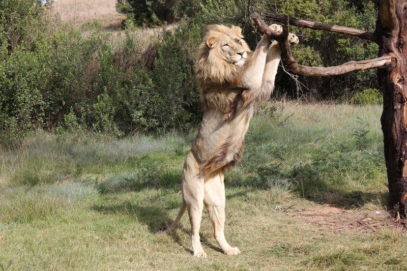 Lodge 96 Oudtshoorn Western Cape South Africa Lion, Mammal, Animal, Big Cat, Predator