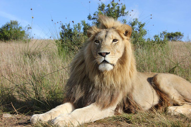 Lodge 96 Oudtshoorn Western Cape South Africa Complementary Colors, Lion, Mammal, Animal, Big Cat, Predator