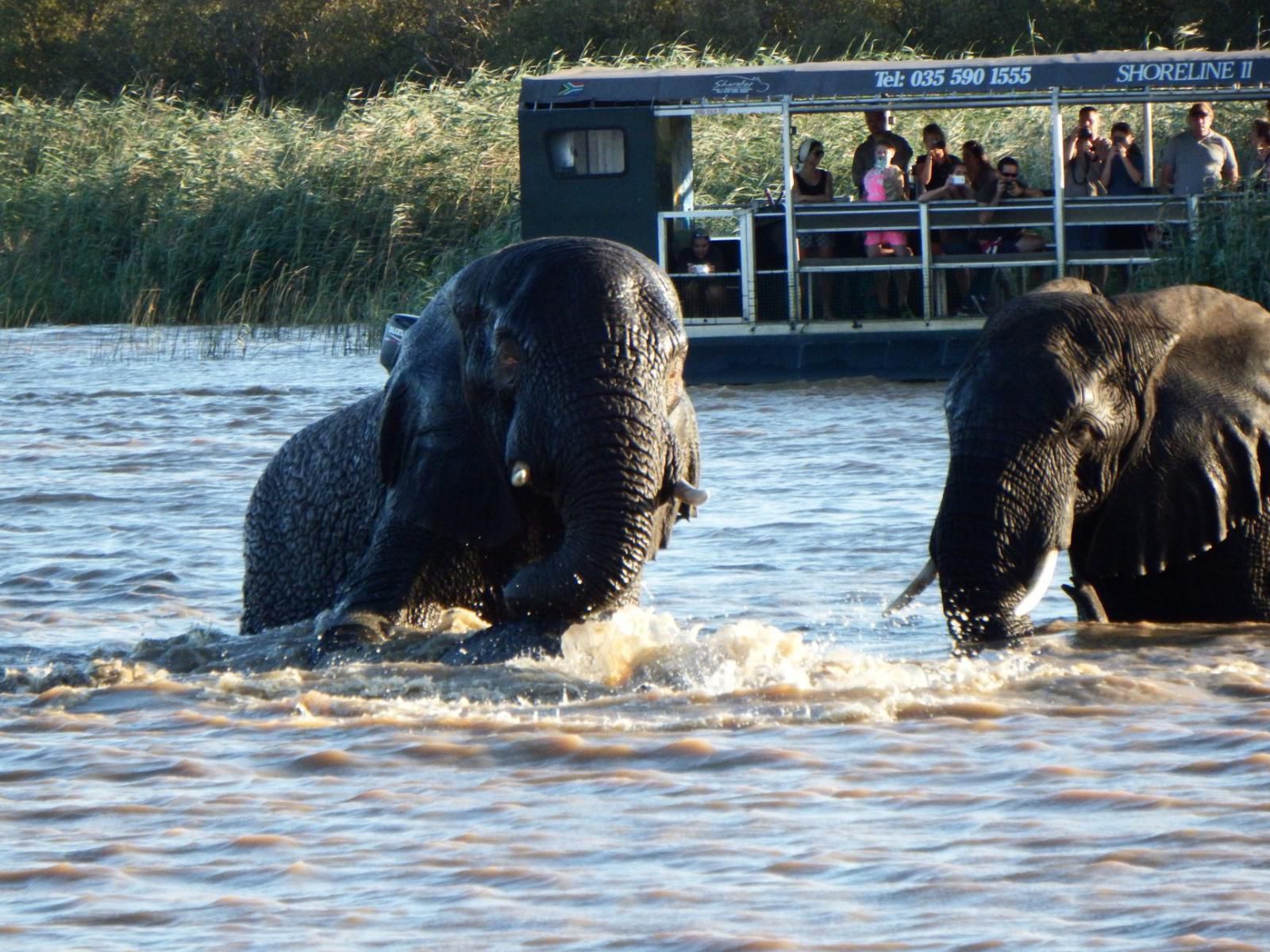 Lodge Afrique St Lucia Kwazulu Natal South Africa Elephant, Mammal, Animal, Herbivore