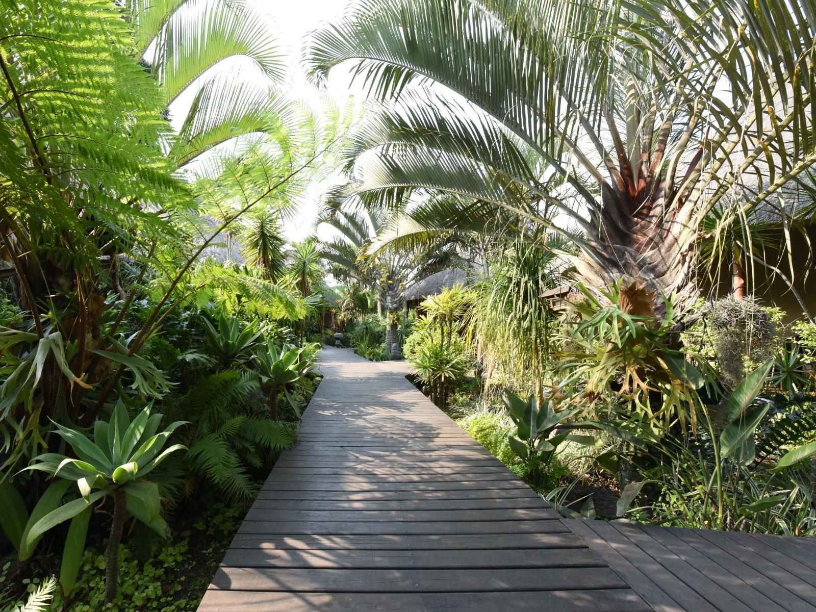 Lodge Afrique St Lucia Kwazulu Natal South Africa Palm Tree, Plant, Nature, Wood, Garden