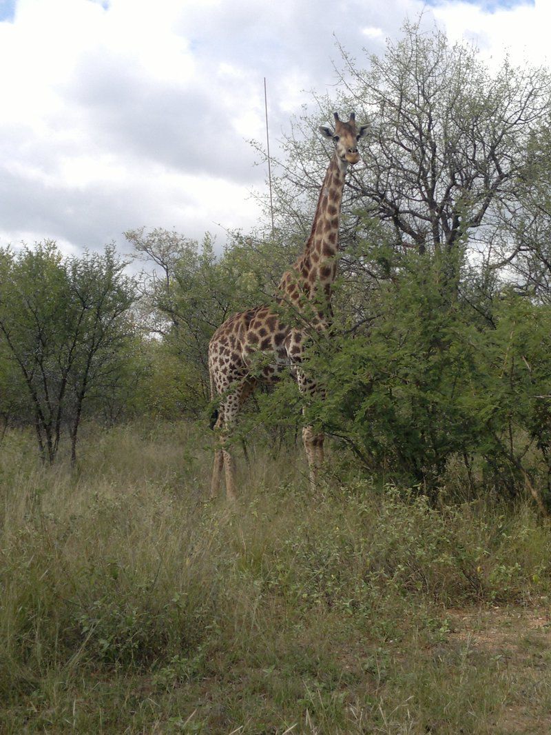 Lodge 472 Hoedspruit Hoedspruit Limpopo Province South Africa Giraffe, Mammal, Animal, Herbivore