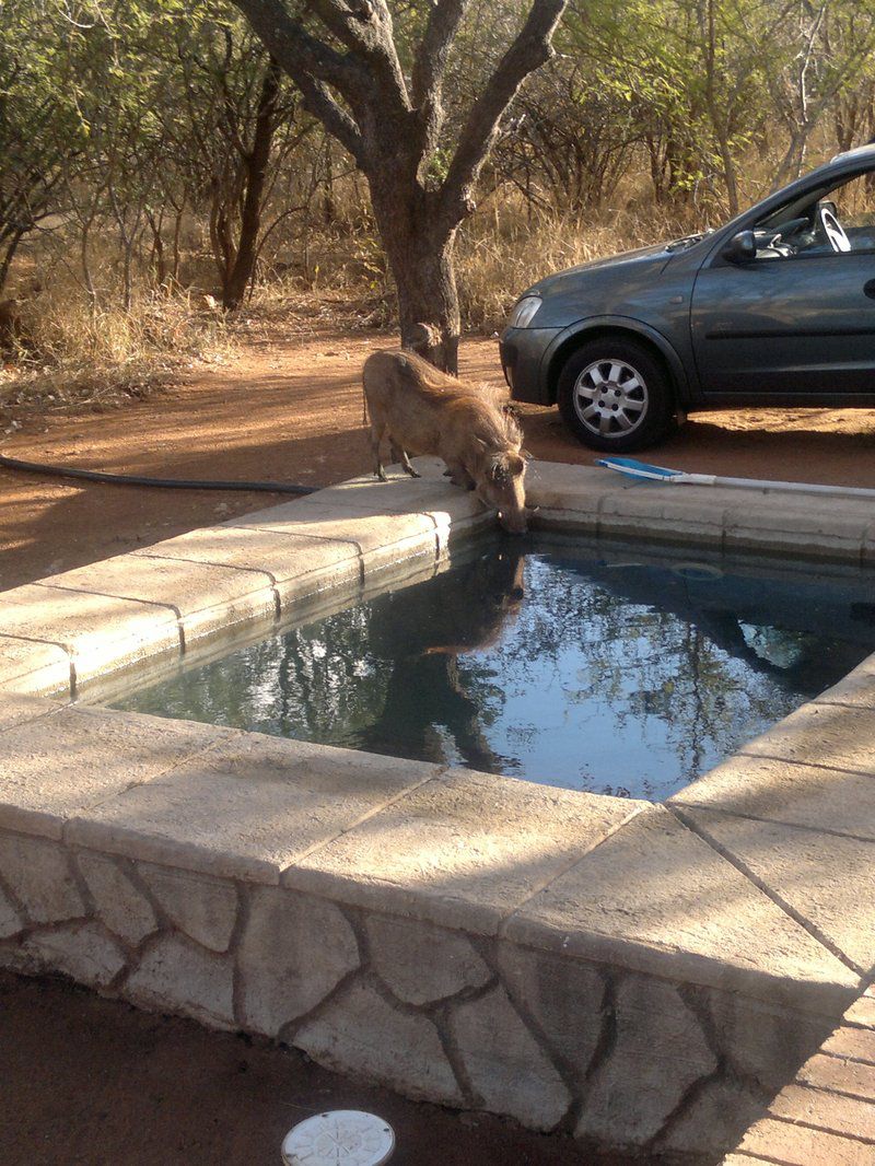 Lodge 472 Hoedspruit Hoedspruit Limpopo Province South Africa Lion, Mammal, Animal, Big Cat, Predator, Swimming Pool, Car, Vehicle