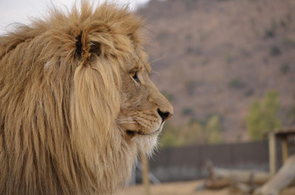 Loebies Guestfarm And Predator Park Bateleur Nature Reserve Bela Bela Warmbaths Limpopo Province South Africa Lion, Mammal, Animal, Big Cat, Predator