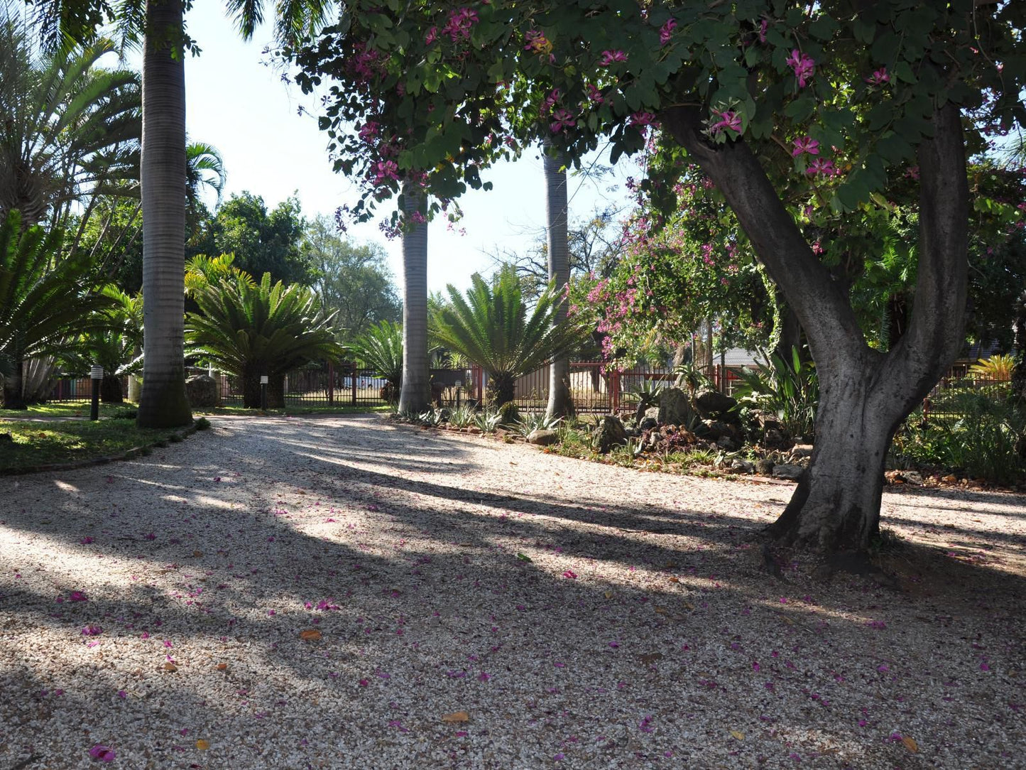 Loerie Lodge Phalaborwa Phalaborwa Limpopo Province South Africa Palm Tree, Plant, Nature, Wood, Garden