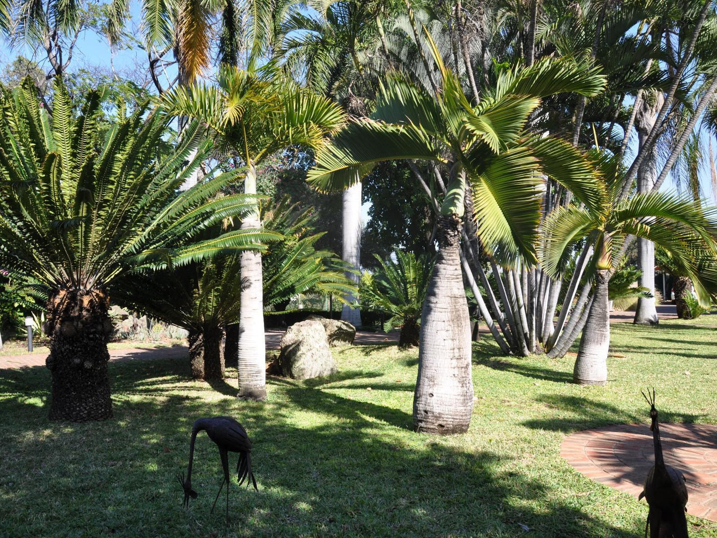 Loerie Lodge Phalaborwa Phalaborwa Limpopo Province South Africa Palm Tree, Plant, Nature, Wood