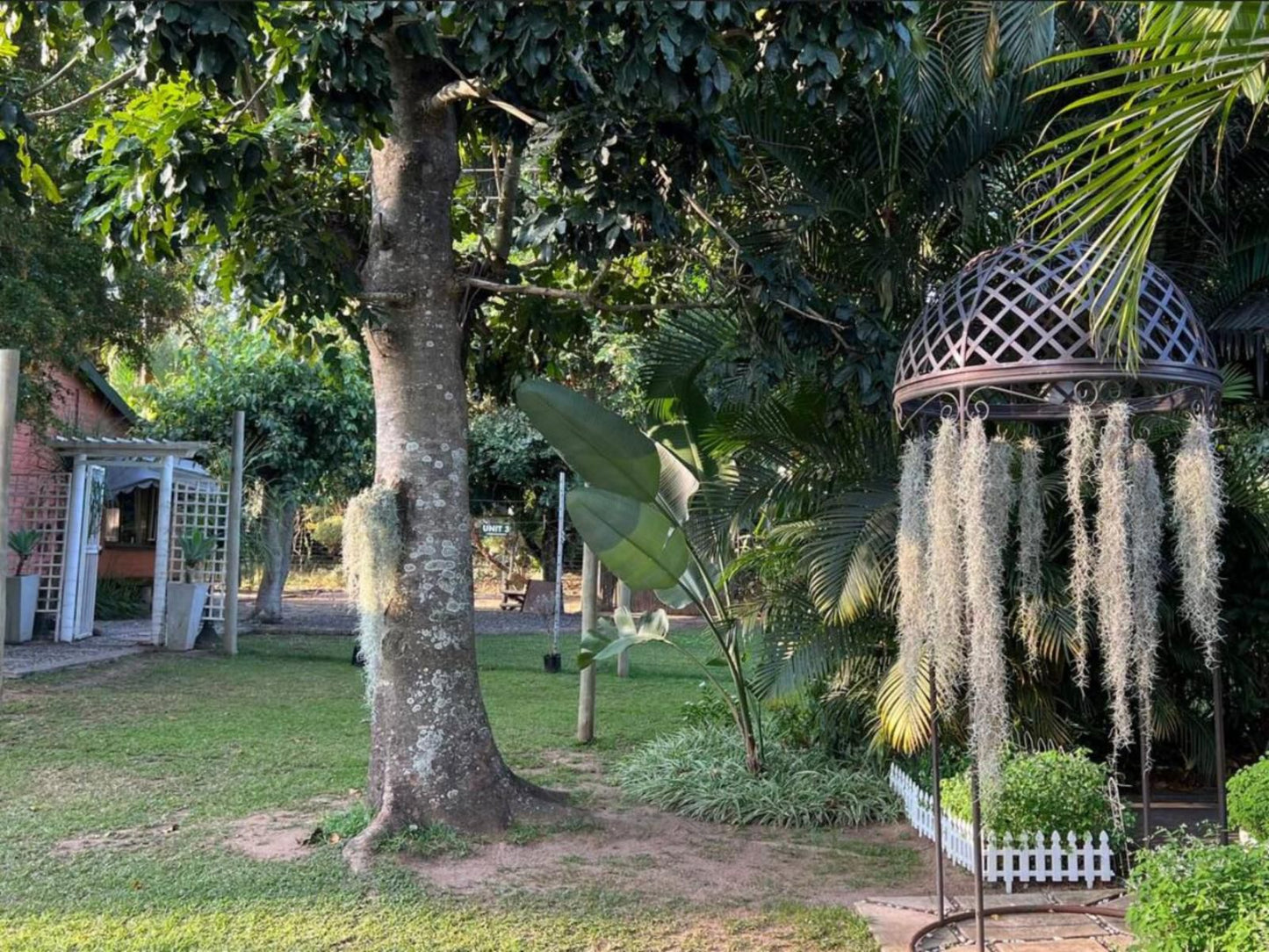 Loerieroep At Nelspruit Nelspruit Mpumalanga South Africa Palm Tree, Plant, Nature, Wood, Garden