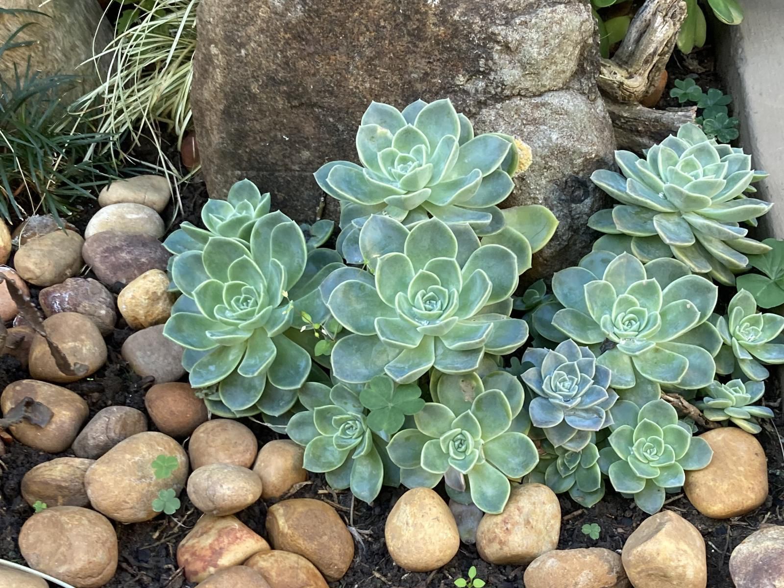 Log Inn, Cactus, Plant, Nature