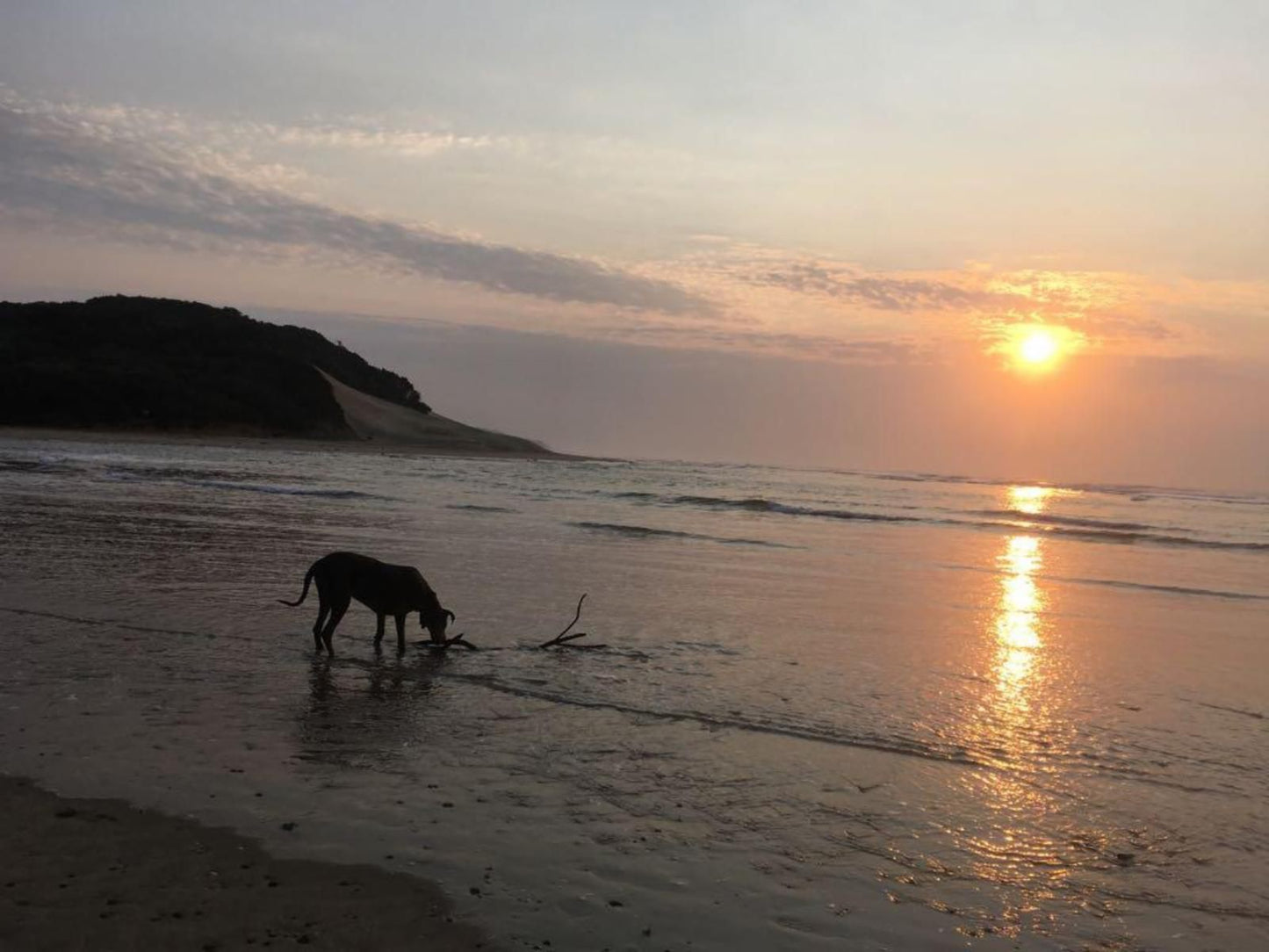 Log Inn, Dog, Mammal, Animal, Pet, Beach, Nature, Sand, Ocean, Waters, Sunset, Sky