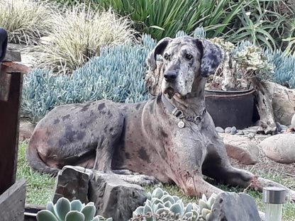 Log Inn Guest House Stirling East London Eastern Cape South Africa Unsaturated, Dog, Mammal, Animal, Pet