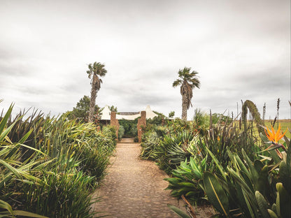 Lombardini Game Farm Jeffreys Bay Eastern Cape South Africa Palm Tree, Plant, Nature, Wood