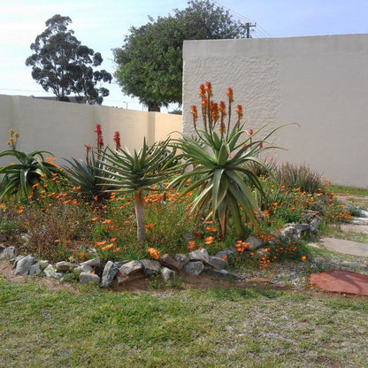 Lombards Guest House Vanrhynsdorp Western Cape South Africa Palm Tree, Plant, Nature, Wood, Garden