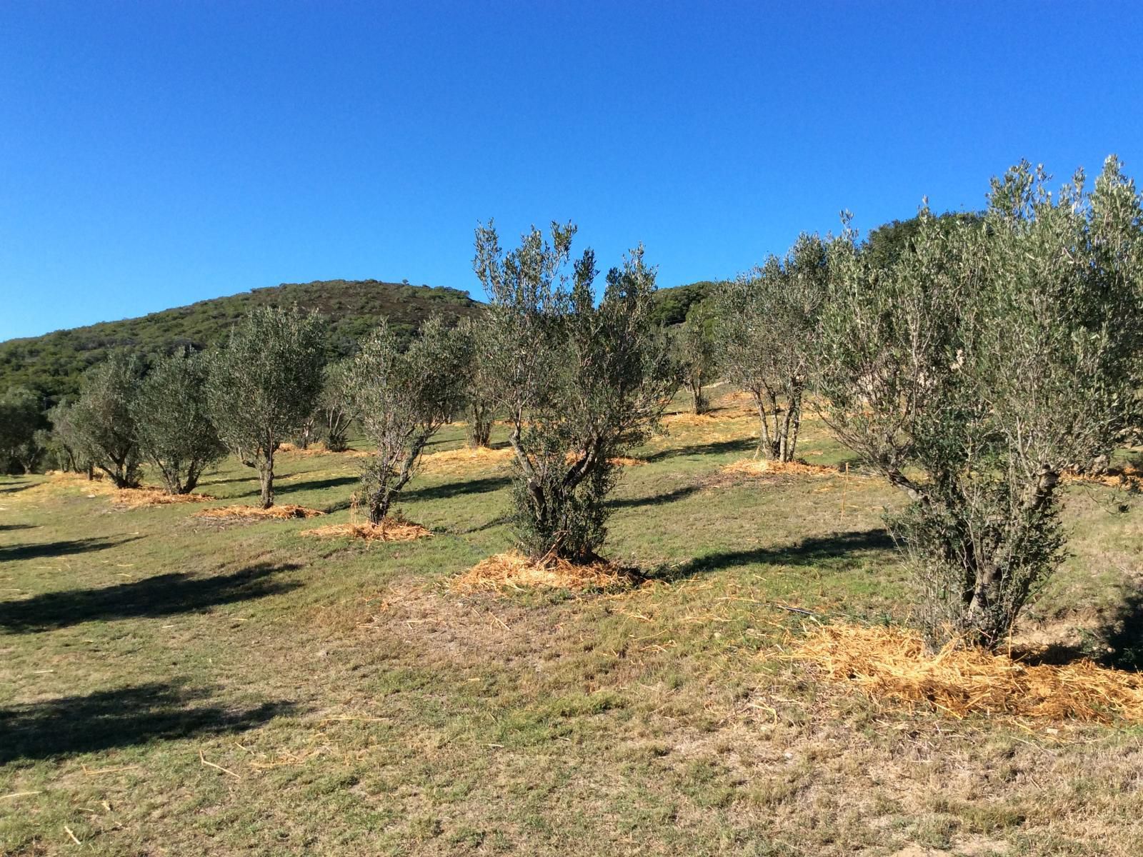 Long Thin Farm Stilbaai Western Cape South Africa Complementary Colors, Plant, Nature, Tree, Wood, Lowland