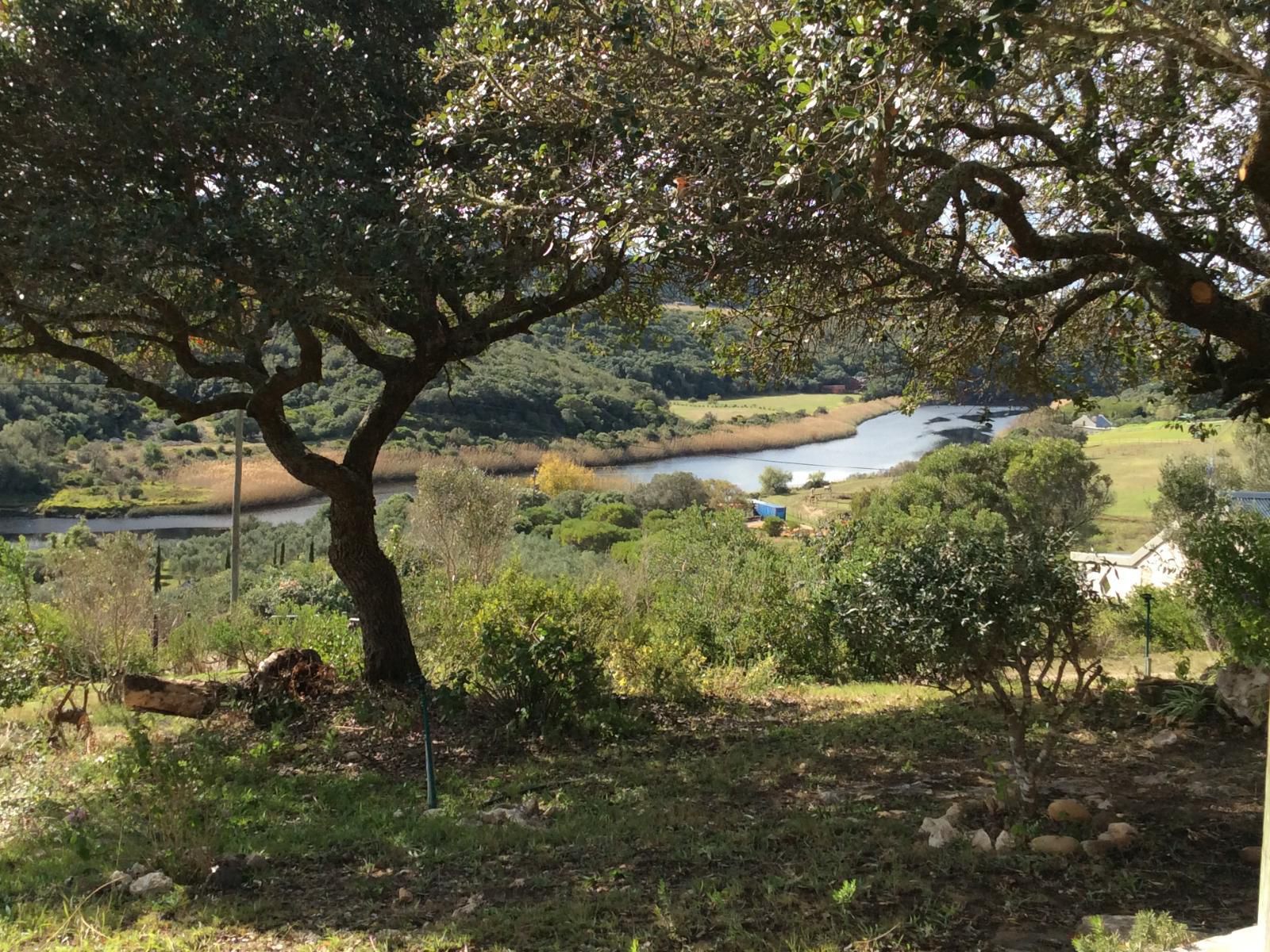 Long Thin Farm Stilbaai Western Cape South Africa Garden, Nature, Plant