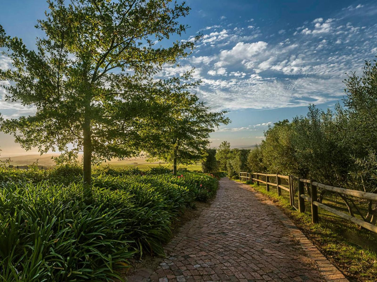 Longfield House Stellenbosch Western Cape South Africa Garden, Nature, Plant