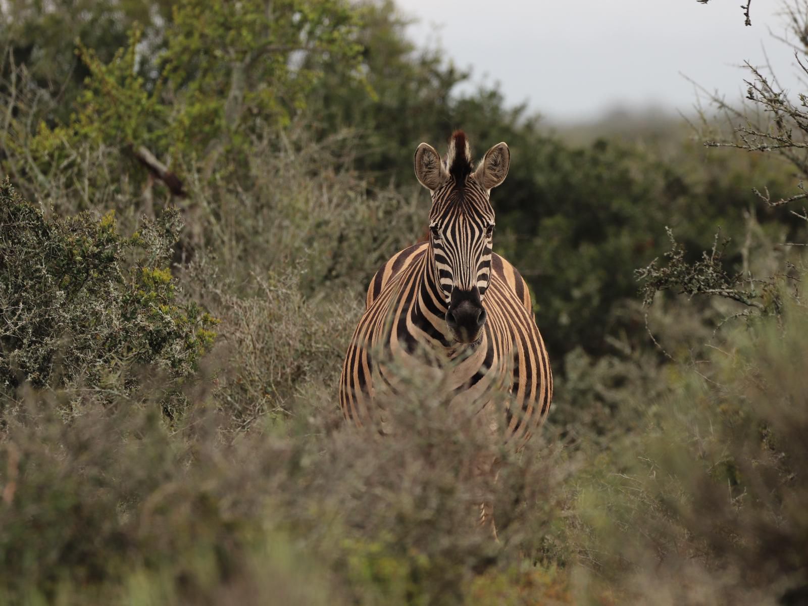 Longhill Lodge Addo Eastern Cape South Africa Zebra, Mammal, Animal, Herbivore