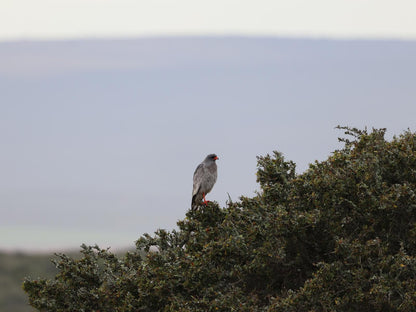 Longhill Lodge Addo Eastern Cape South Africa Bird, Animal