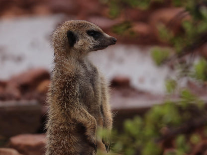 Longhill Lodge Addo Eastern Cape South Africa Meerkat, Mammal, Animal, Predator