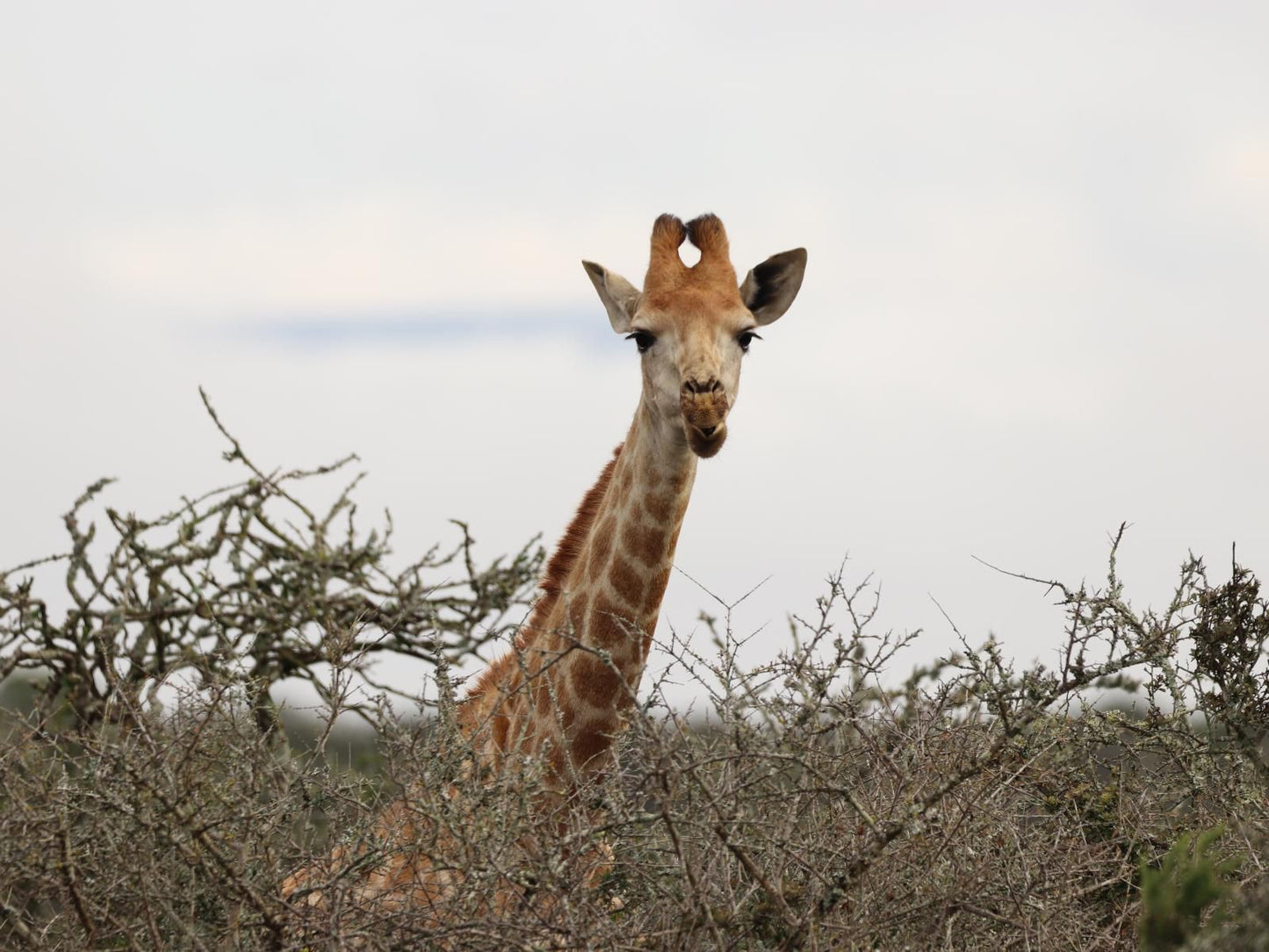 Longhill Lodge Addo Eastern Cape South Africa Giraffe, Mammal, Animal, Herbivore