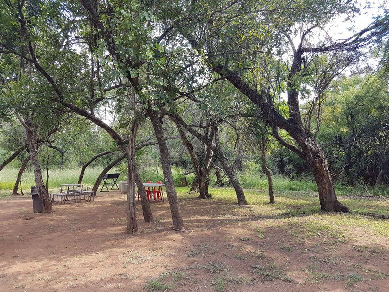 Loodswaai Game Ranch Hammanskraal Gauteng South Africa Forest, Nature, Plant, Tree, Wood