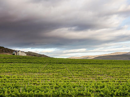 Lord S Wine Farm Boesmanskloof Mcgregor Western Cape South Africa Field, Nature, Agriculture