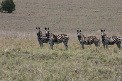 Lourenza Wildlife Reserve Frankfort Free State South Africa Unsaturated, Zebra, Mammal, Animal, Herbivore
